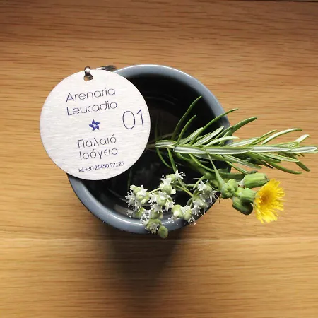 Arenaria Leucadia